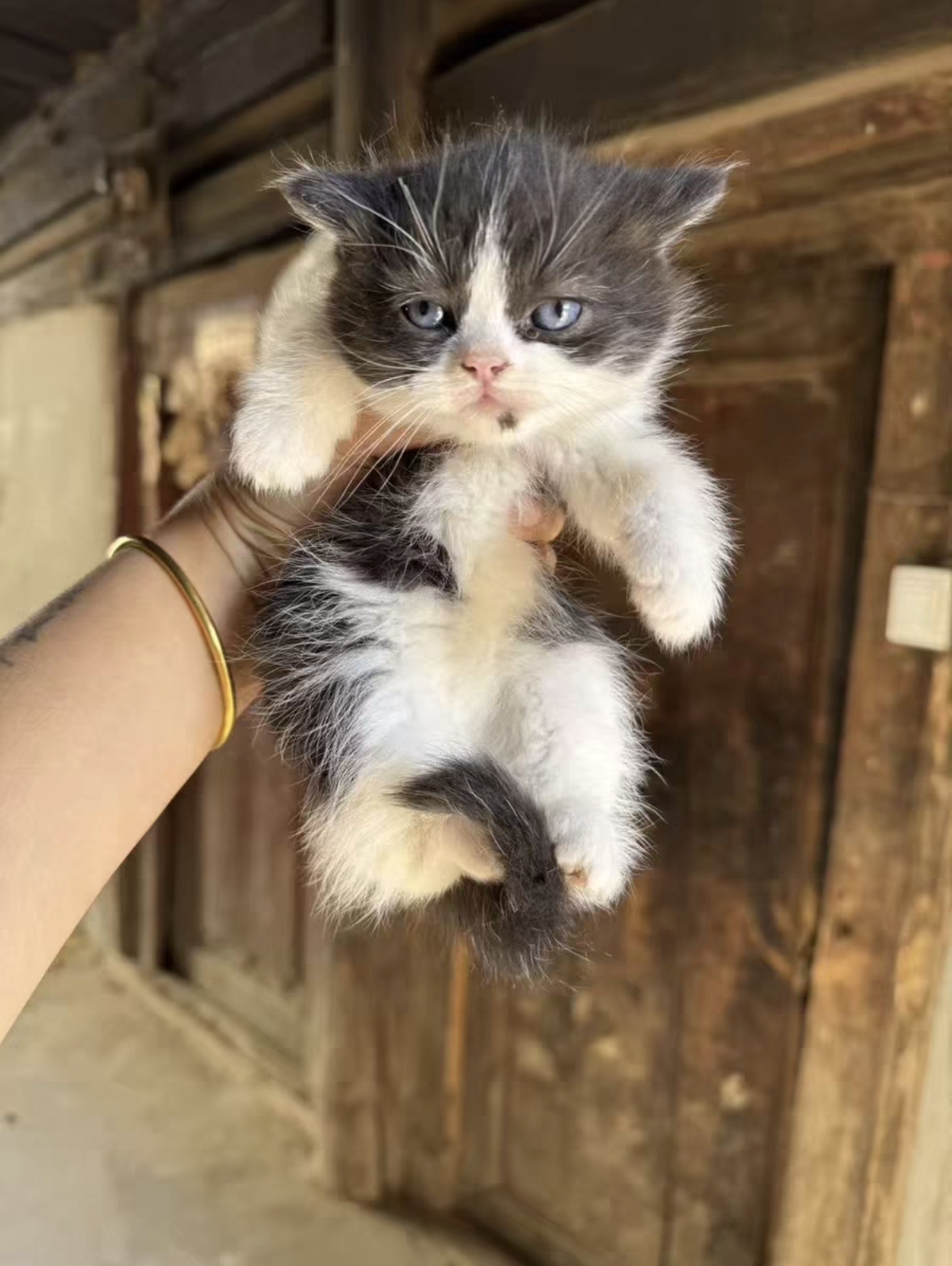 英短奶牛猫弟弟 2个月 疫苗两针 无病无藓 活泼可爱